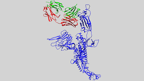 antibody sequences 