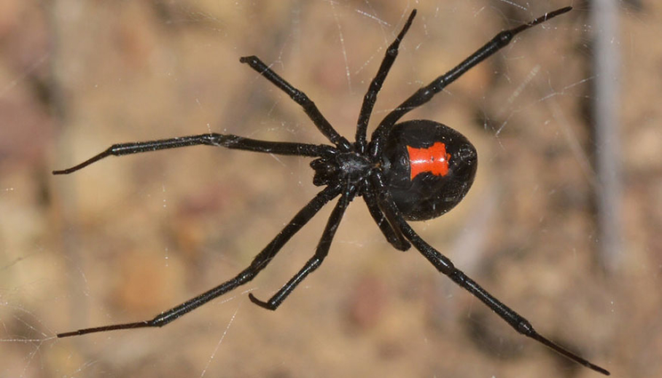Black Widow, Scarce Resources And High-Stakes Stories : NPR